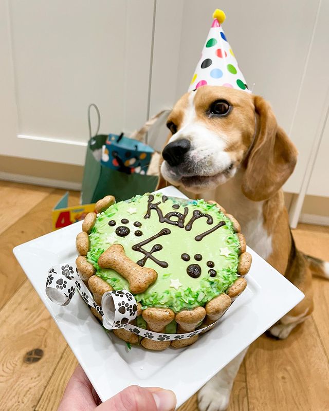 dog birthday