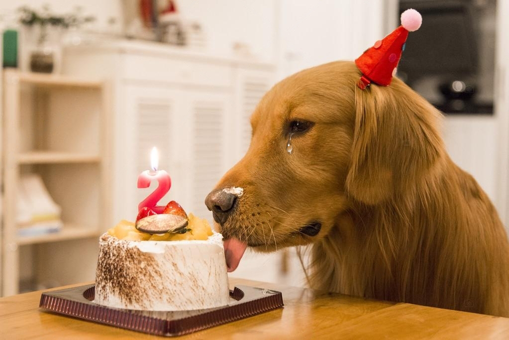 dog birthday