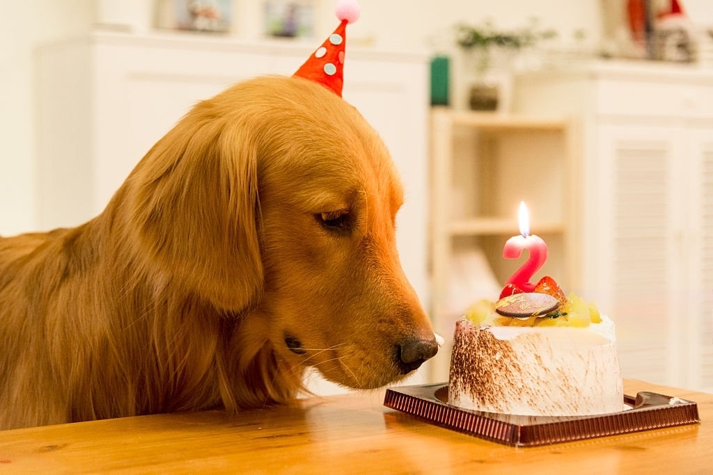 dog birthday