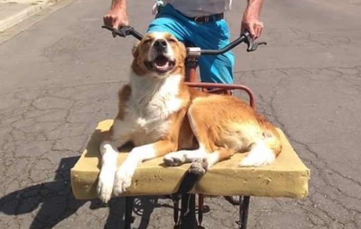 contioutra.com - Esse cão ama passear de bicicleta com seu dono. Ele tem até uma caminha para desfrutar melhor o passeio!