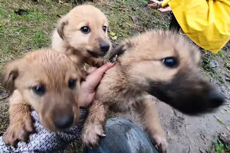 photo of three puppies