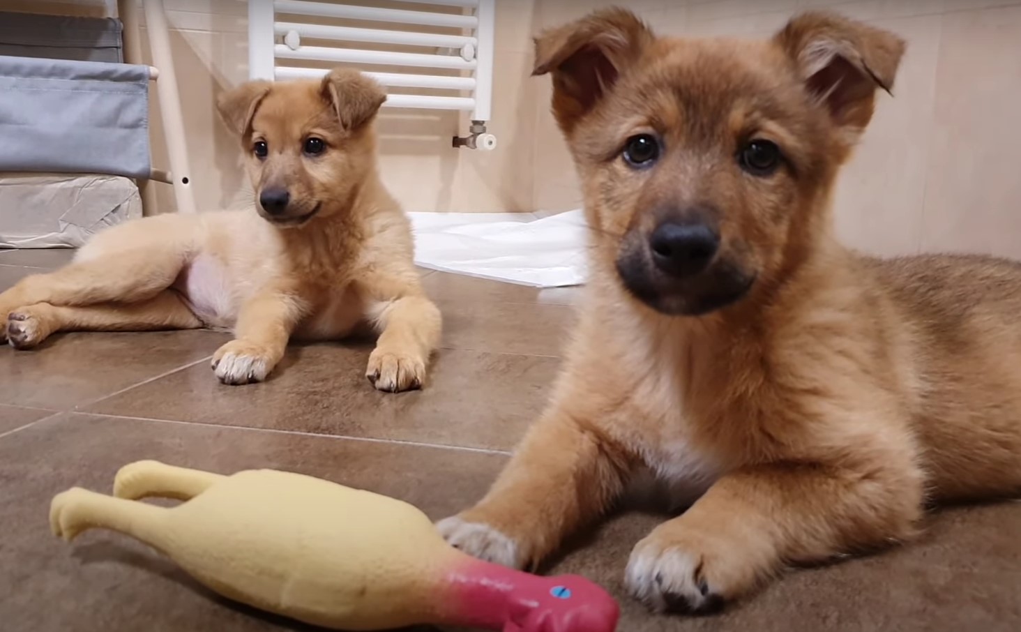 two puppies lying on floor indoors