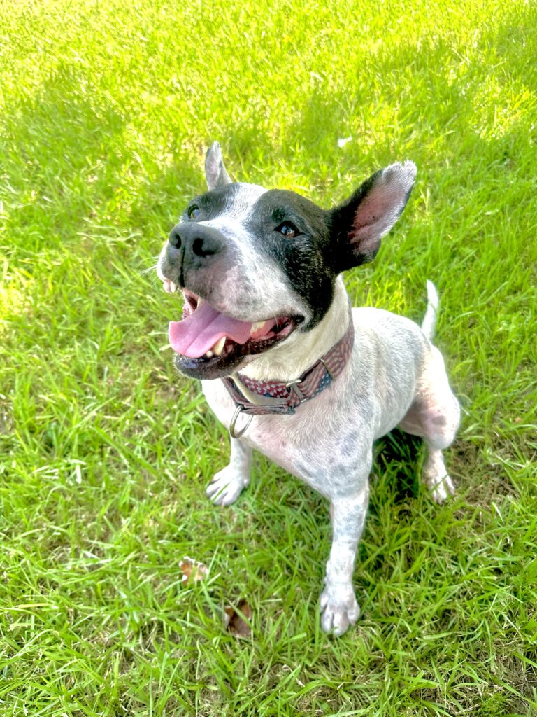 After 4 Long Years in Shelters, Could 2024 Finally Bring Buddy the Dog His Forever Home?