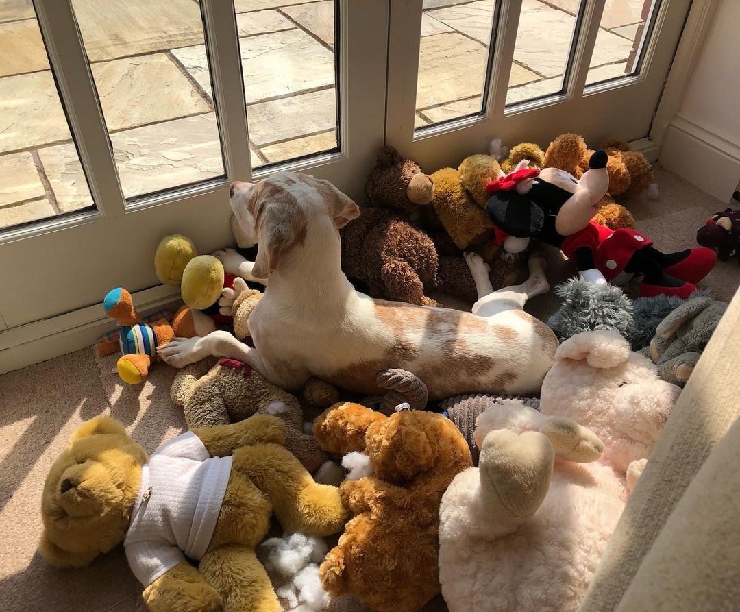 dog lying in a pile of teddy bears