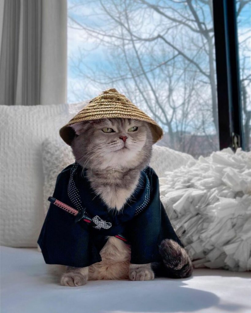 Cat Finds A New Home And Becomes An Instagram Model With Its Cute Outfits