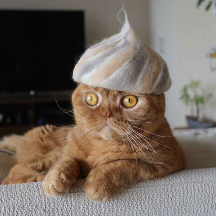 Cat wearing a tiny hat made by Umatan and Rojiman