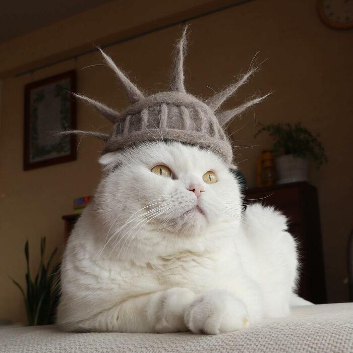 Cat wearing a tiny hat made by Umatan and Rojiman