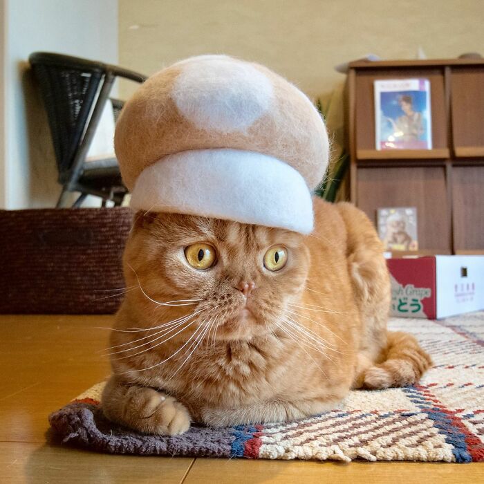 Cat wearing a tiny hat made by Umatan and Rojiman