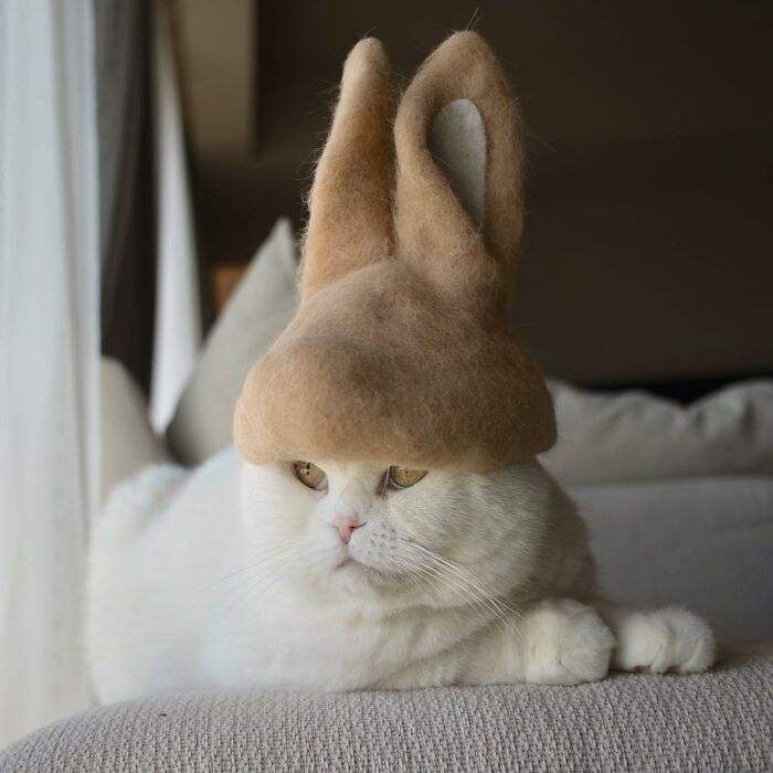 Cat wearing a tiny hat made by Umatan and Rojiman