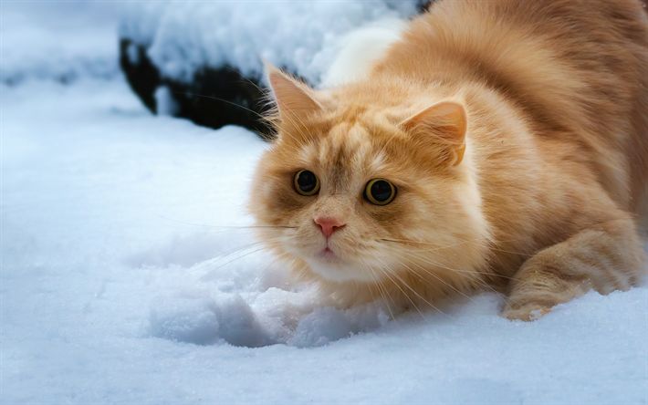 Download wallpapers ginger cat, British cat, winter, snow, cats, cute  animals for desktop free. Pictures for desktop free | Tabby kitten orange,  Cats, Orange tabby cats