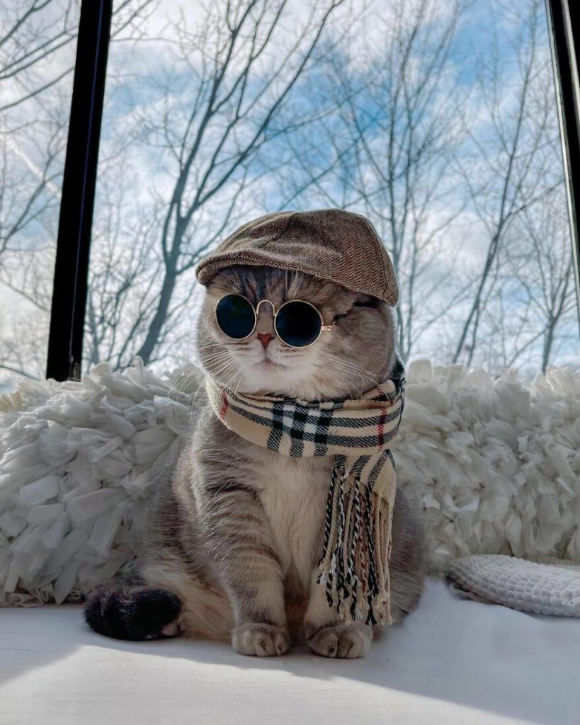 Cat Finds A New Home And Becomes An Instagram Model With Its Cute Outfits