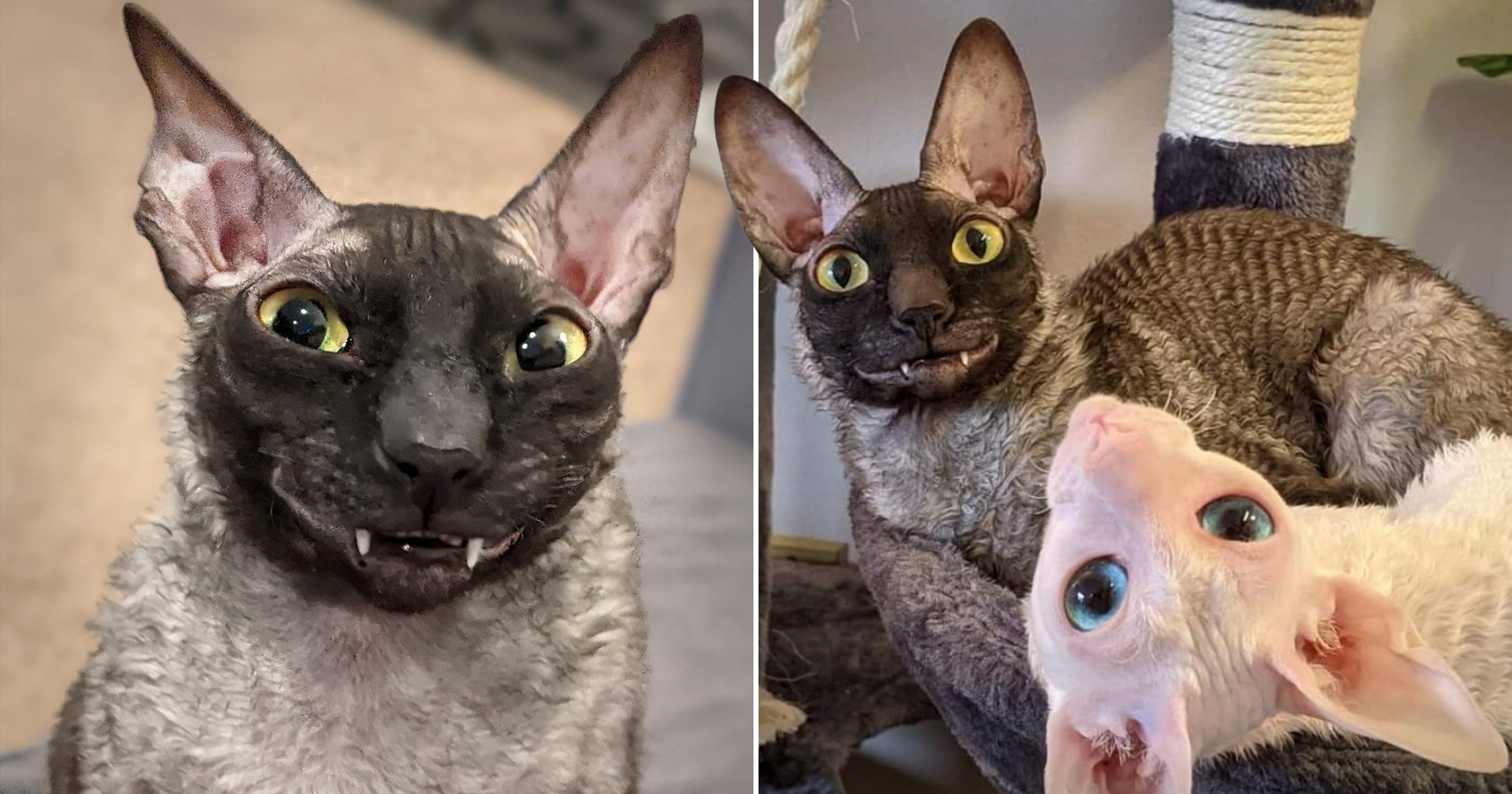 Pixel the Feline Internet Sensation: The Goofy Bat-like Grin that Captivates Everyone