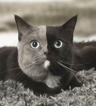 "Top 25 Feline Marvels: Meet These Unusual Chimera Cats Now!"