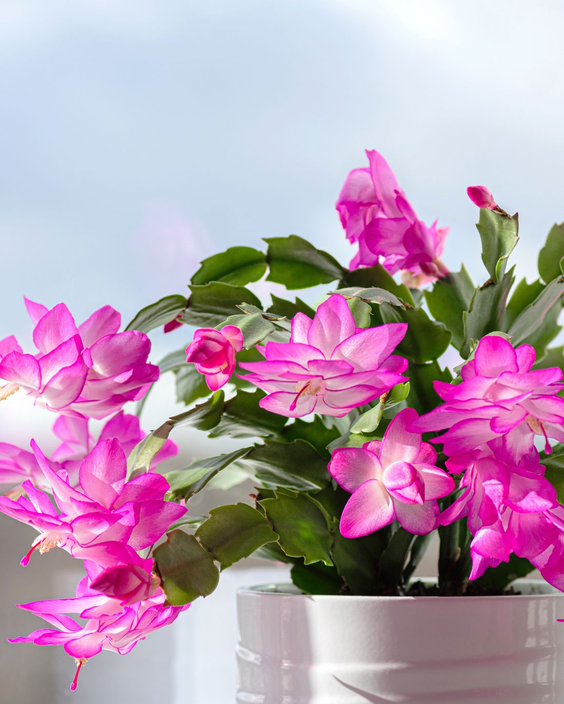 types of cactus thanksgiving cactus