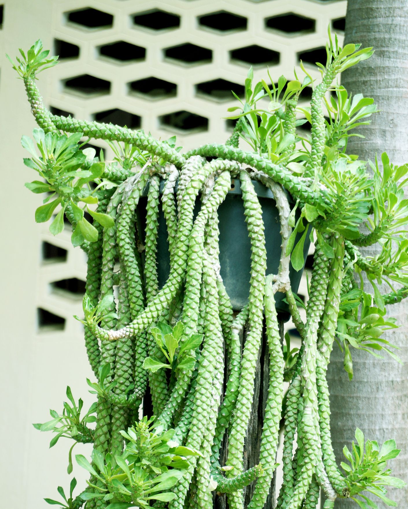 types of cactus rat tail cactus