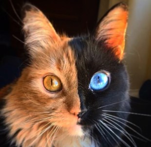 "Top 25 Feline Marvels: Meet These Unusual Chimera Cats Now!"