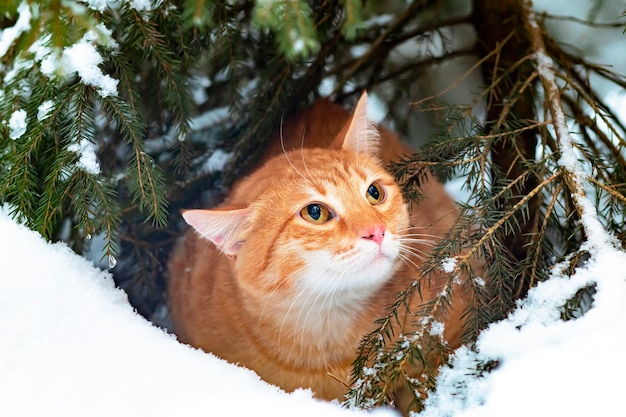 Premium Photo | Ginger cat in the snow, walks in the winter in the forest.  a sad pet sits on a christmas tree outside.