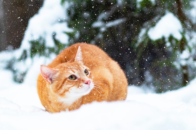 Premium Photo | Ginger cat in the snow, walks in the winter in the forest.  a sad pet sits on a christmas tree outside.