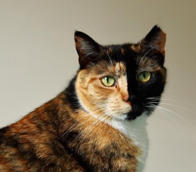 "Top 25 Feline Marvels: Meet These Unusual Chimera Cats Now!"