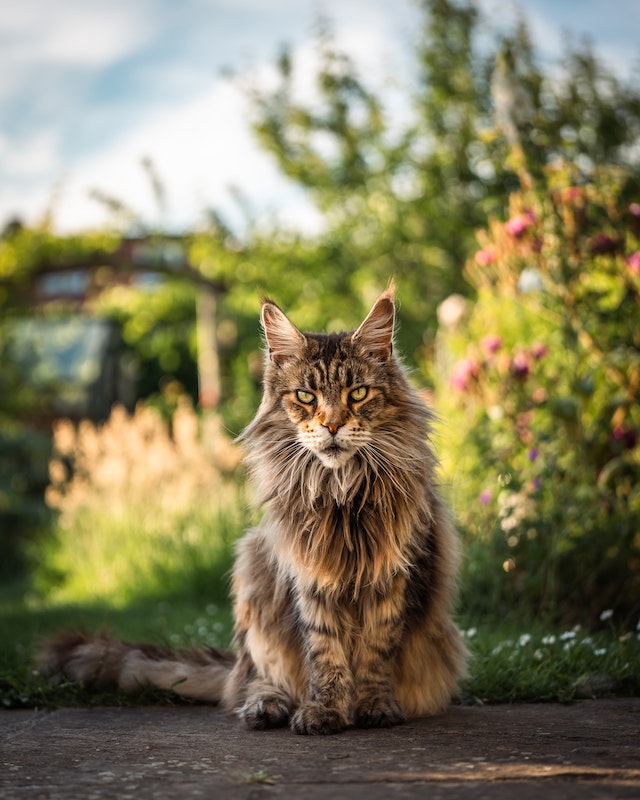 How Much is a Maine Coon Cat? - Pet Insurance Review