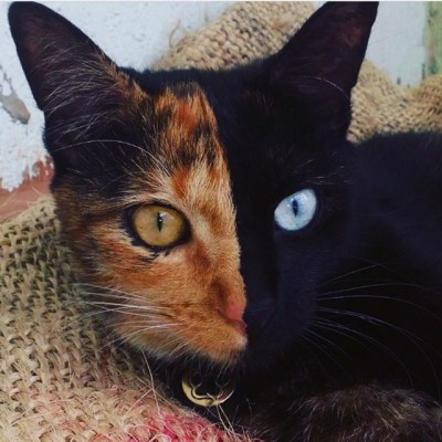 "Top 25 Feline Marvels: Meet These Unusual Chimera Cats Now!"