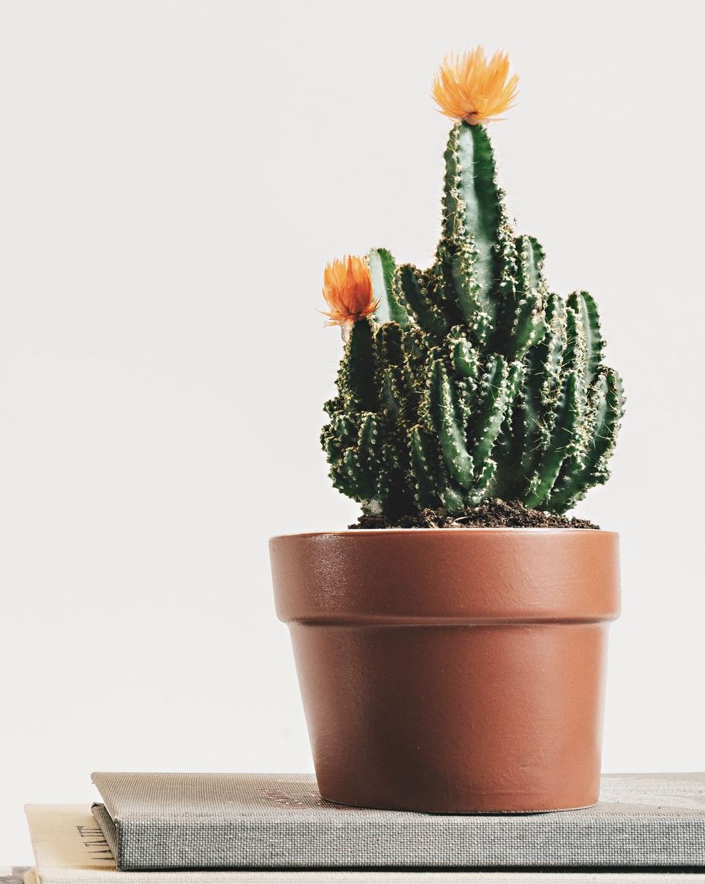 potted fairy castle cactus with orange flowers