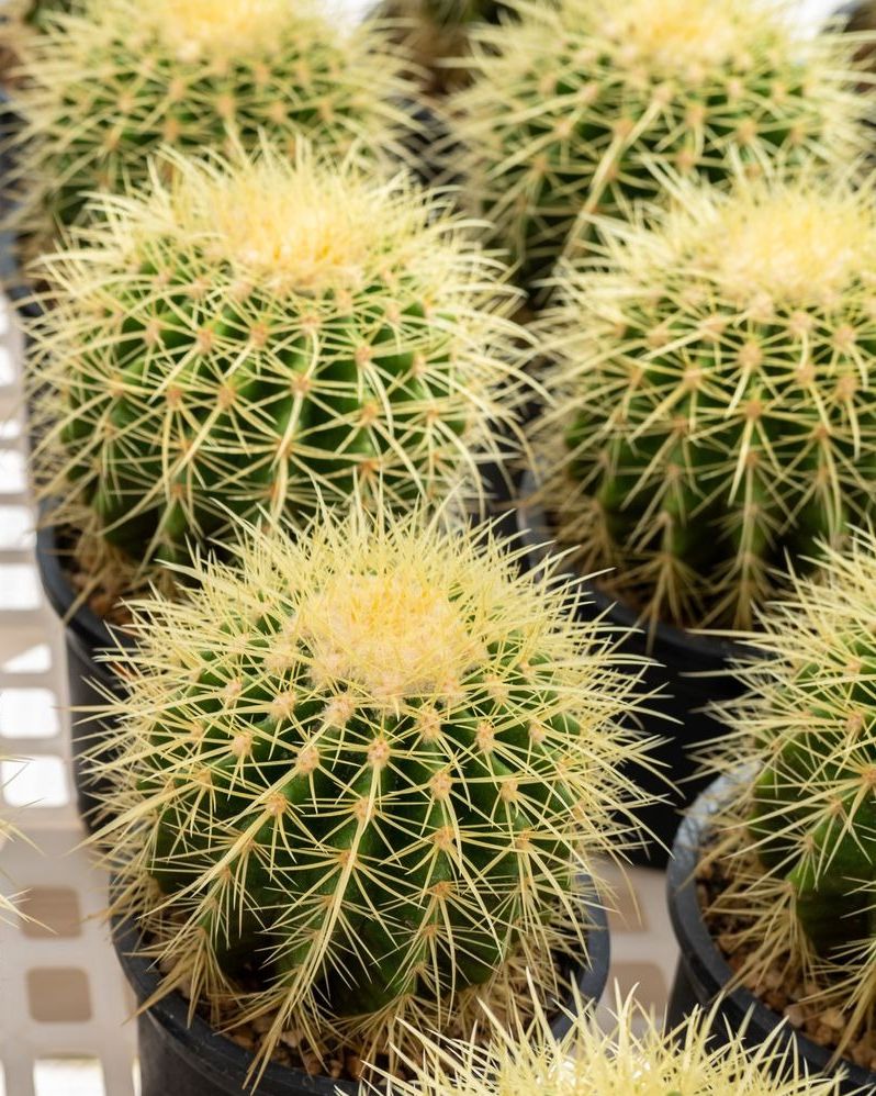 small potted echinocactus grusonii plants, a type of barrel cactus, in greenhouse