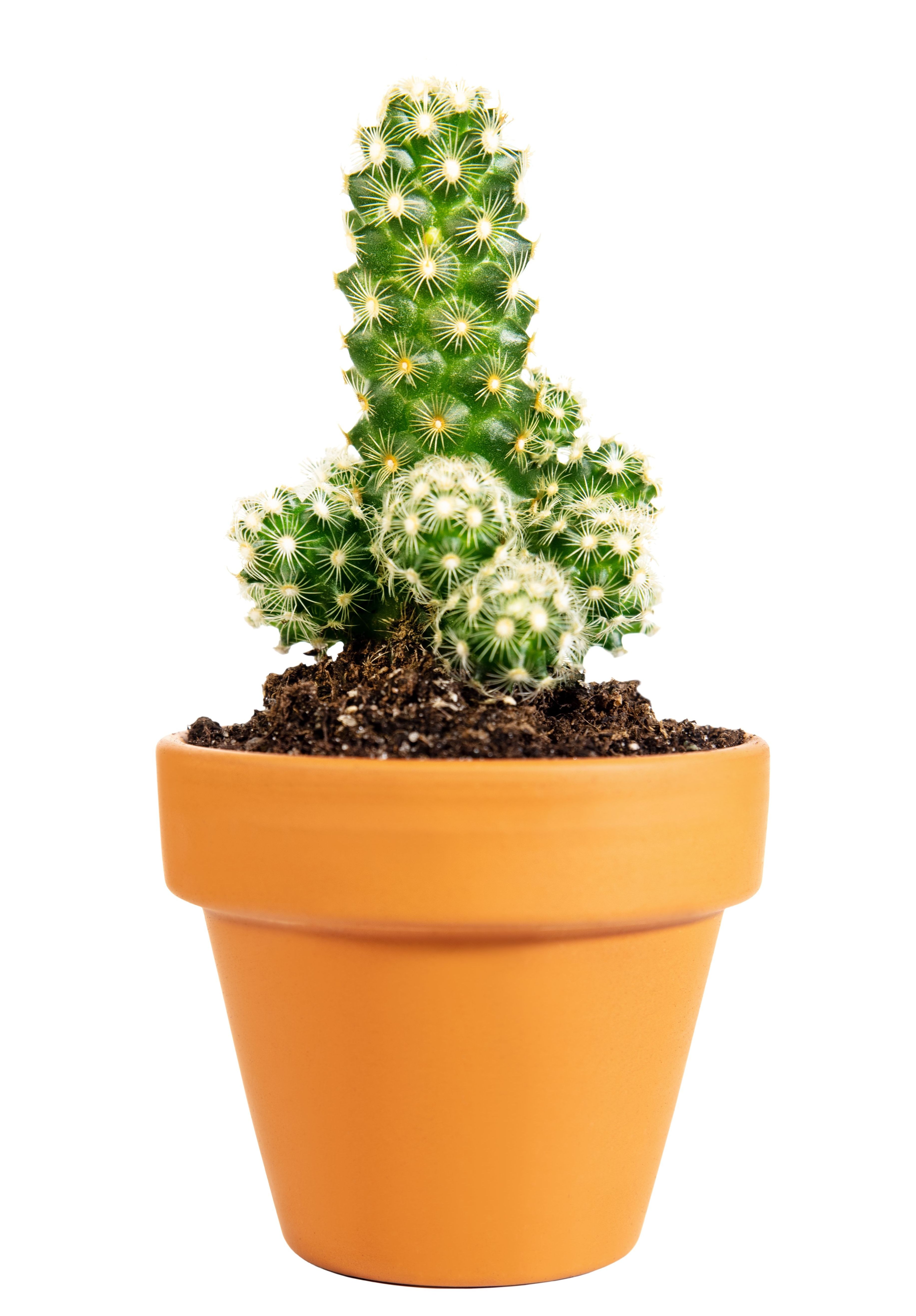 miniature potted cactus mammillaria elongata or gold lace cactus isolated in a pot