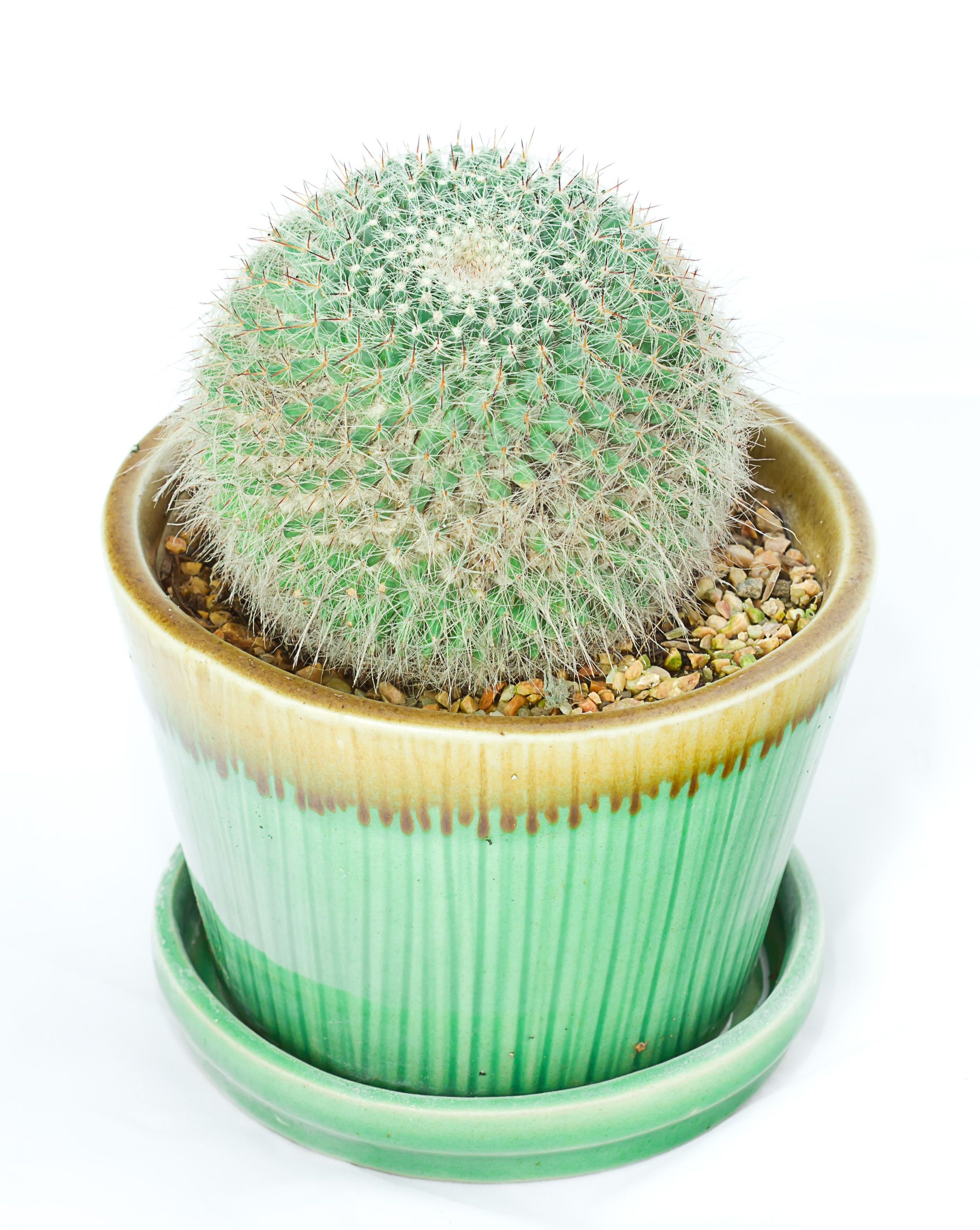 ball shaped old lady cactus in a green glazed flower pot