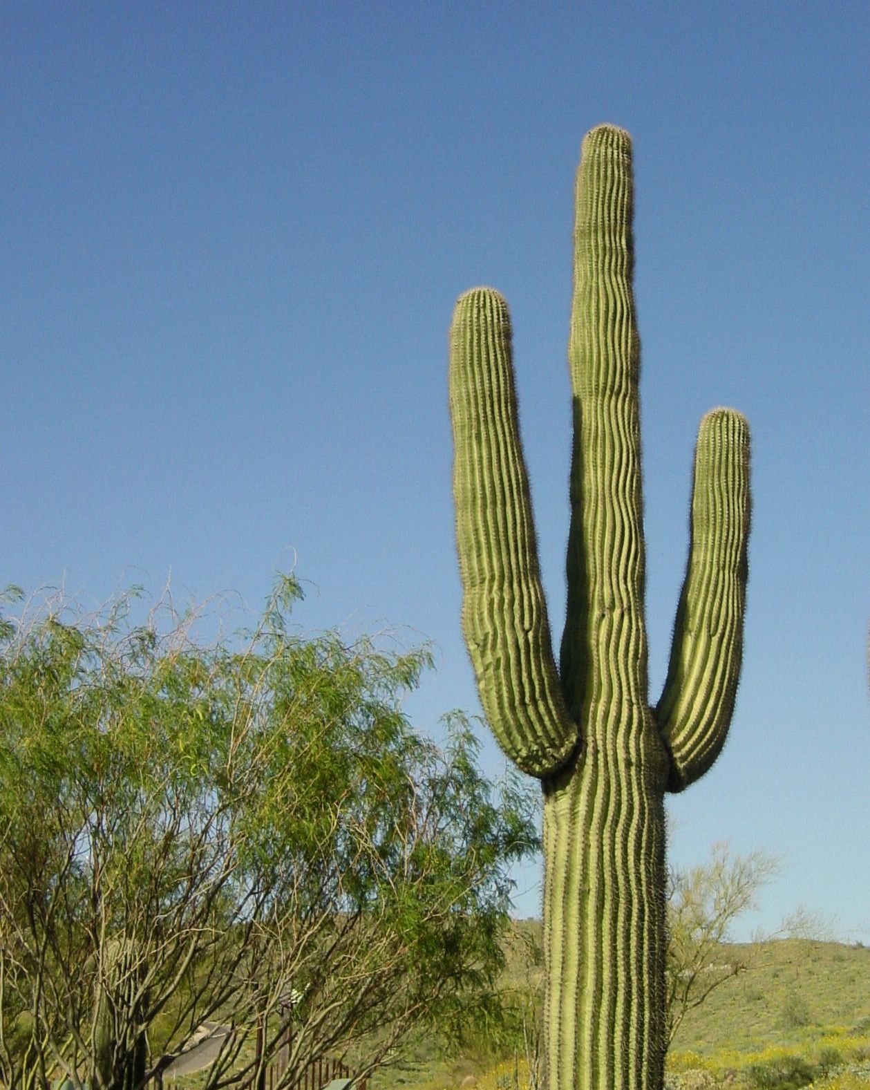 tall, perfectly shaped three arm saguaro cactus alongside a path in a desert landscape