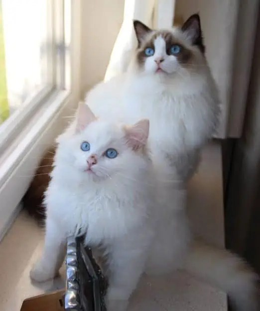 Flynn - Ragdoll of the Week buddies