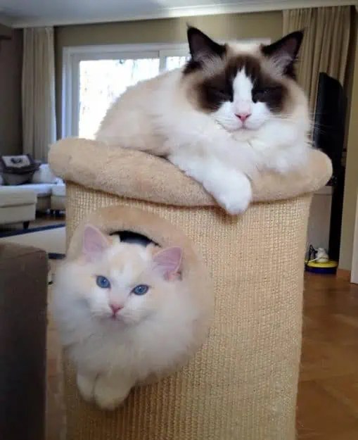 Flynn - Ragdoll of the Week flynn and pasha