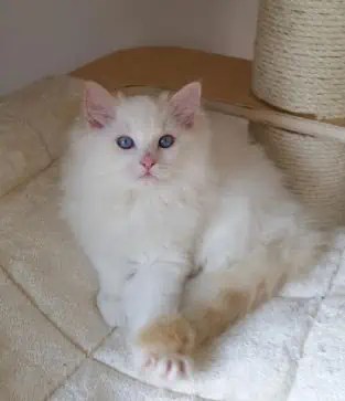 Flynn - Ragdoll of the Week